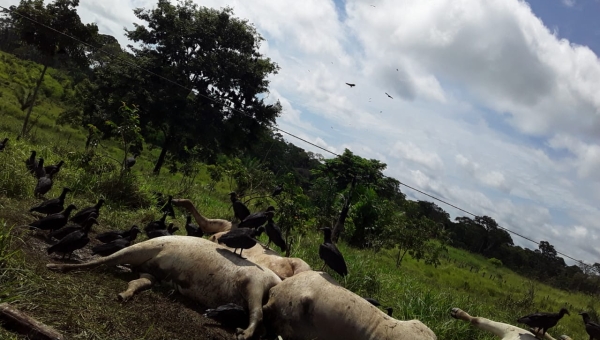 Gado morre eletrocutado em ramal no Bujari e donos acusam Energisa de negligência